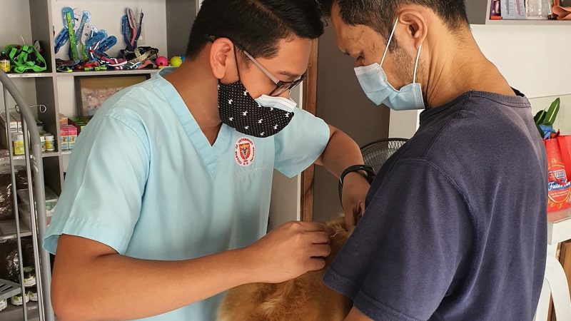 Dierenarts onderzoekt een hond terwijl de eigenaar het dier vasthoudt