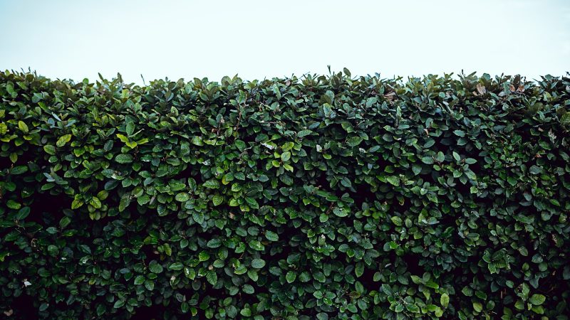 Website laten maken voor hoveniers - aangelegde tuin met beplanting